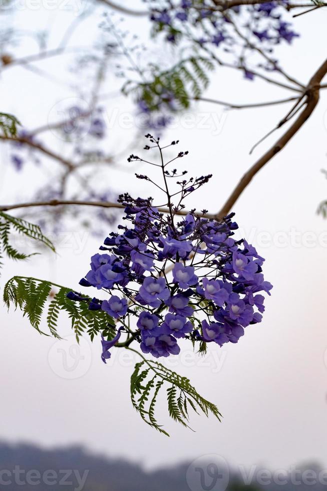 blauwe jacarandaboom foto
