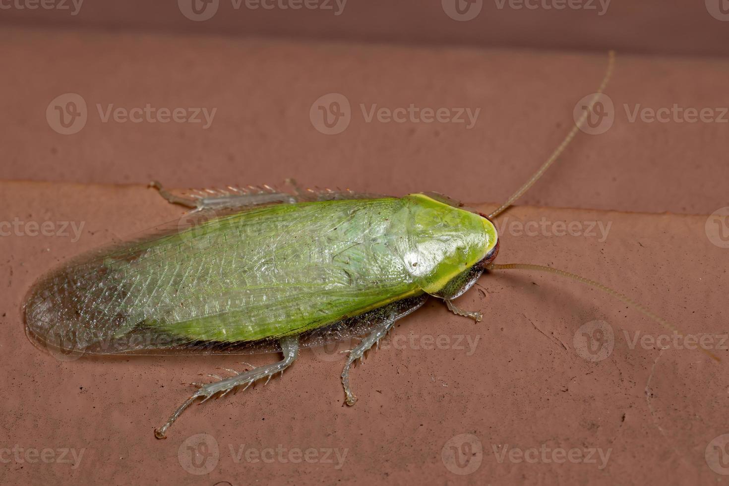 groene gigantische kakkerlak foto