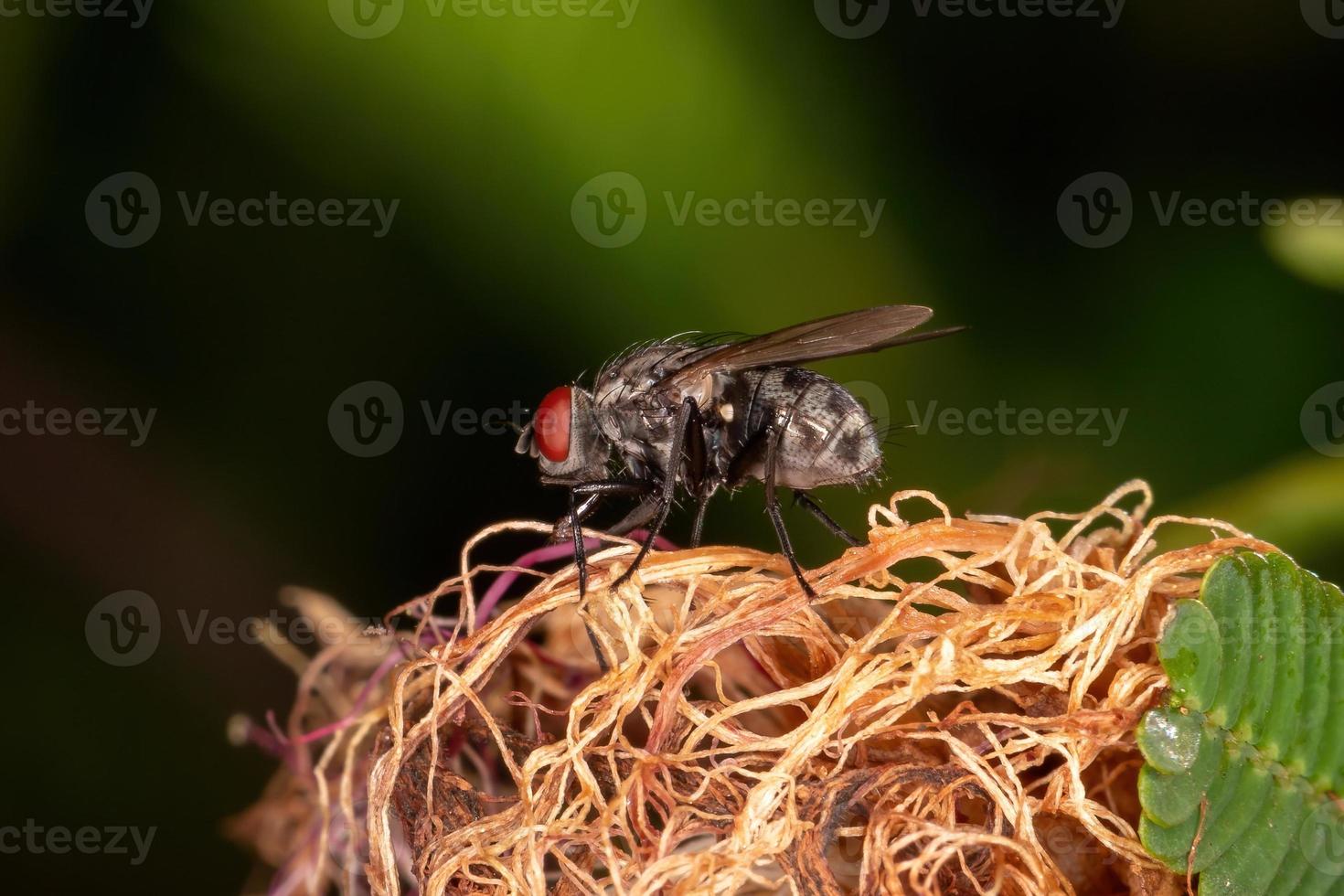 volwassen huisvlieg foto