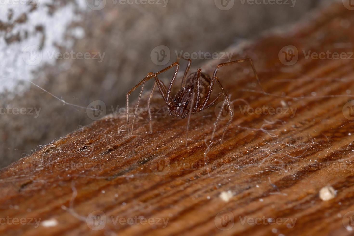 bruine spuwende spin foto