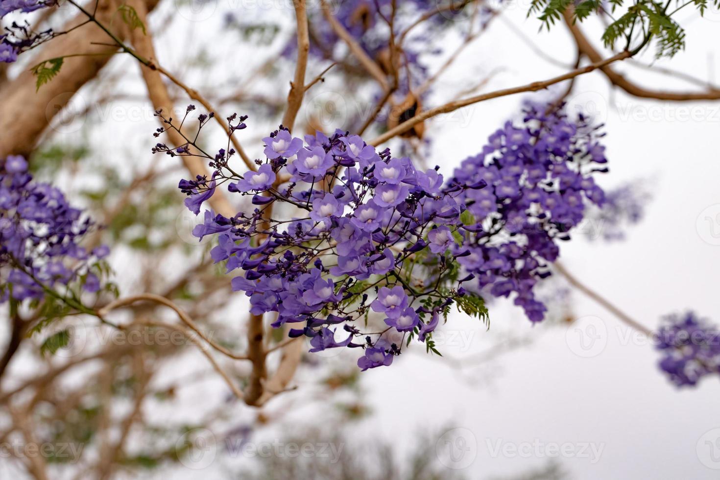 blauwe jacarandaboom foto