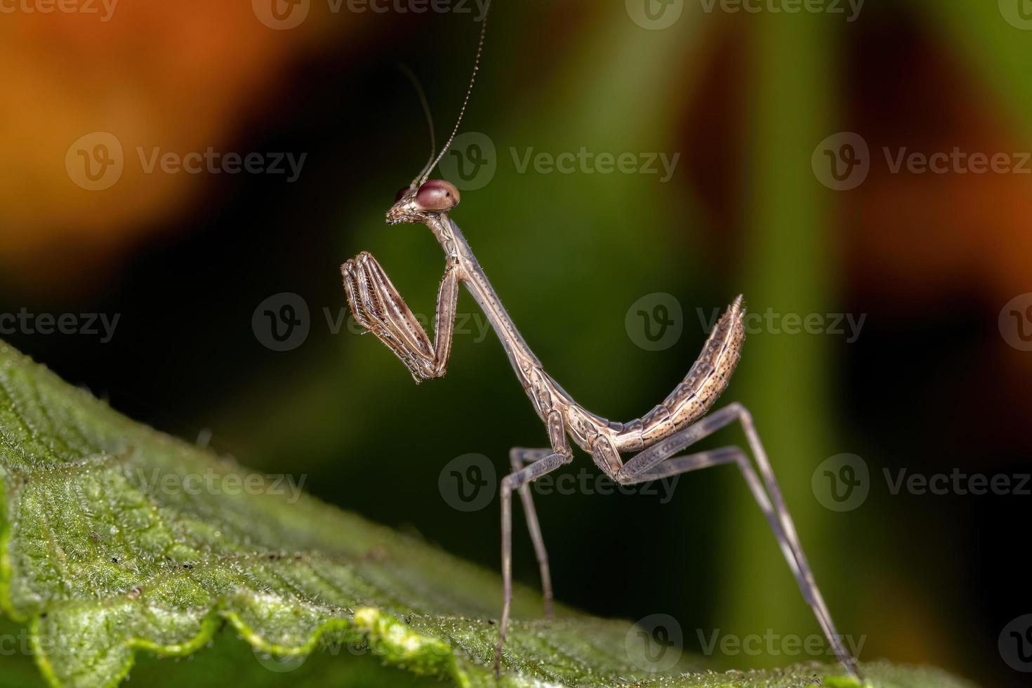 kleine mantid nimf foto