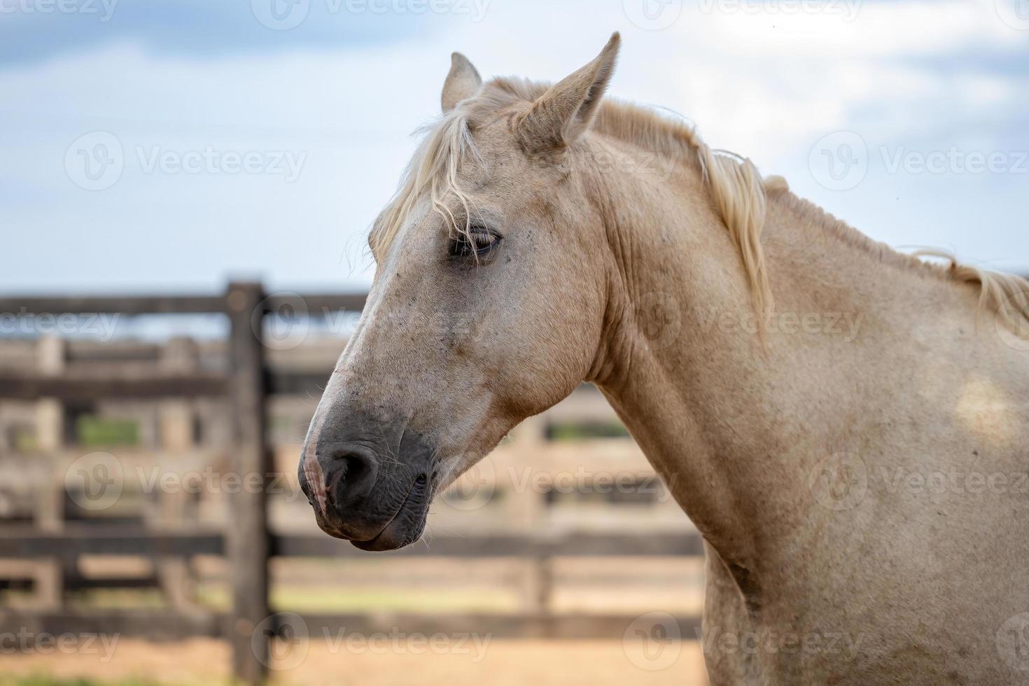 paard in een Braziliaanse boerderij foto