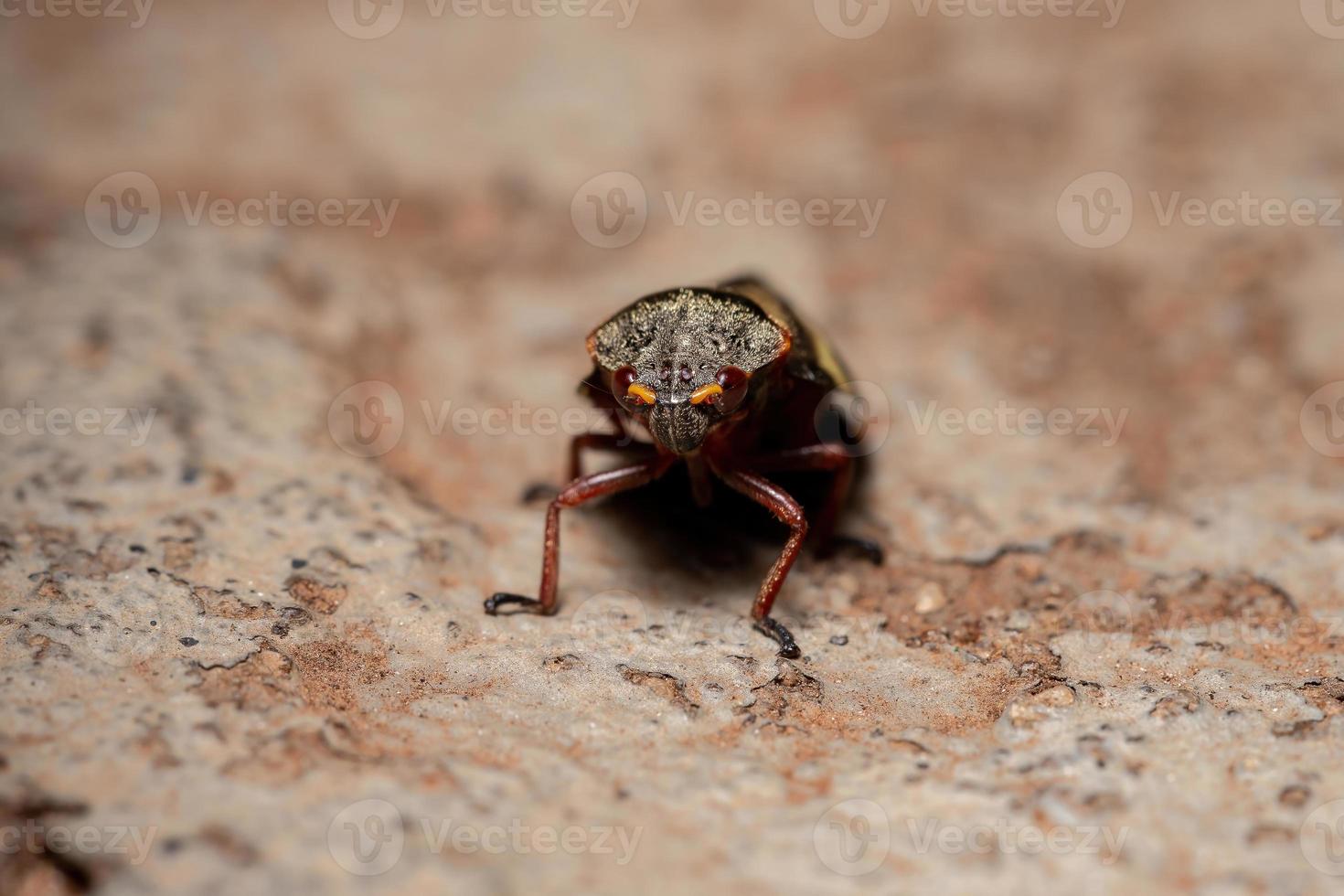 volwassen kikker-insect foto