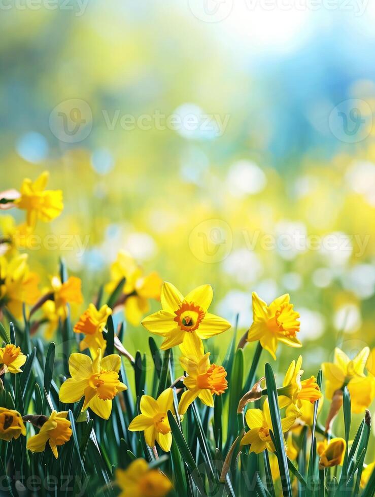 ai gegenereerd mooi panoramisch voorjaar natuur achtergrond met gele narcis bloemen foto