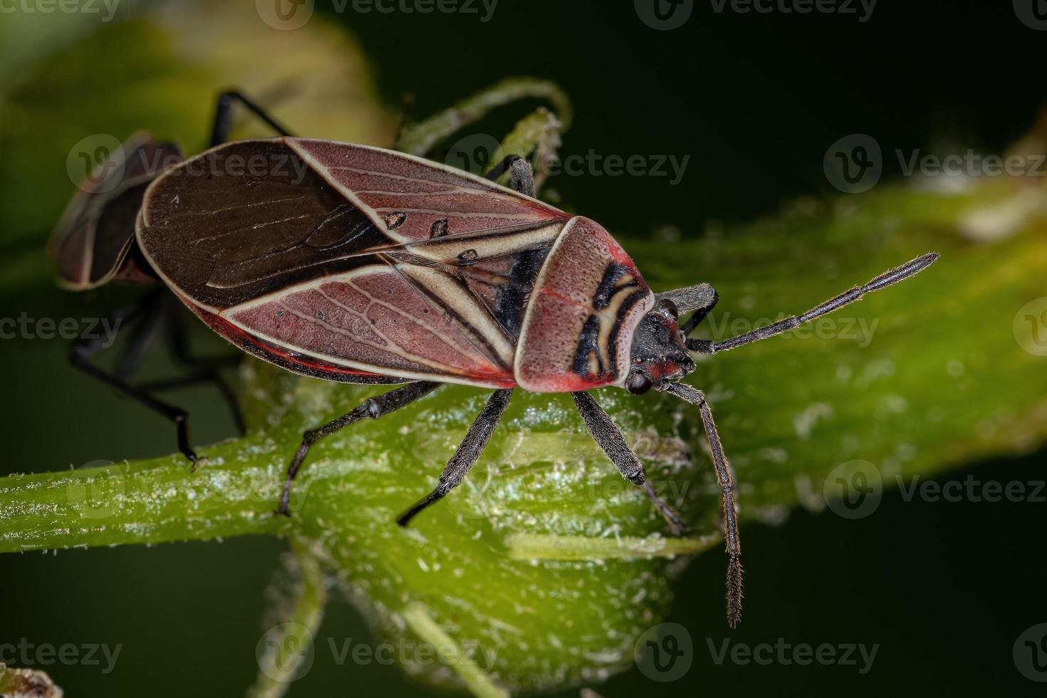 volwassen witgekruiste zaadwantsen foto