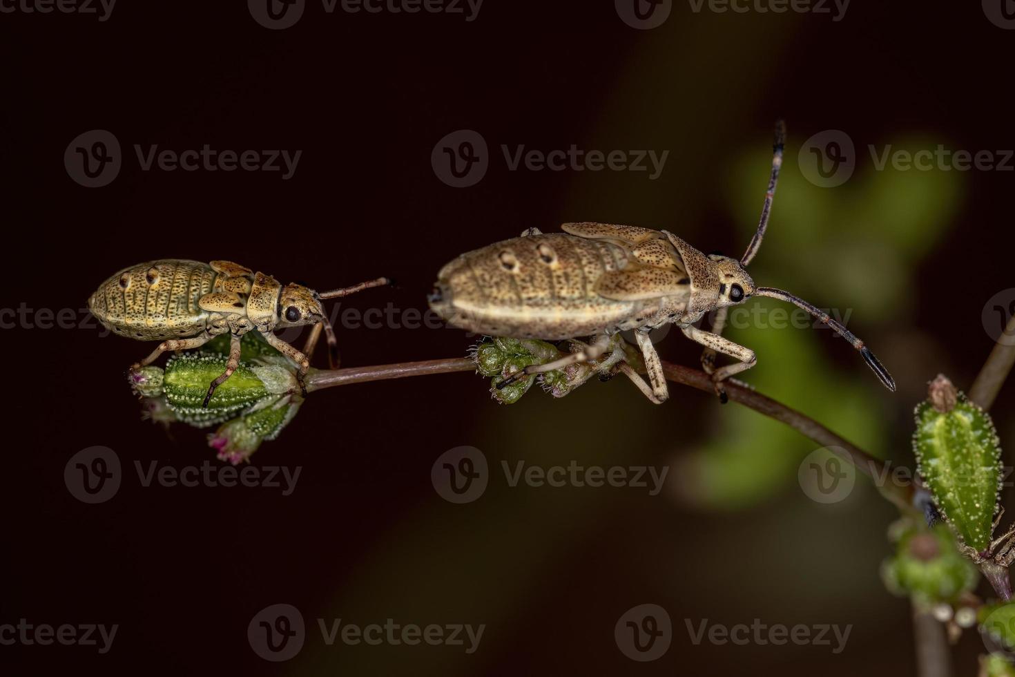 bladvoetige insectennimf foto