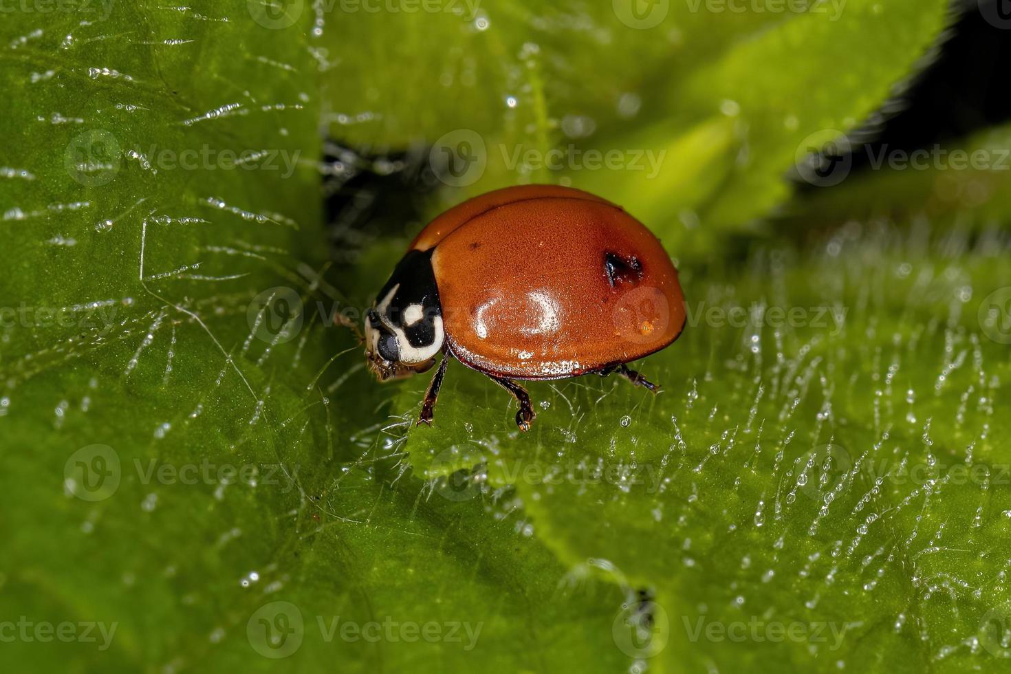 volwassen smetteloze lieveheersbeestje foto