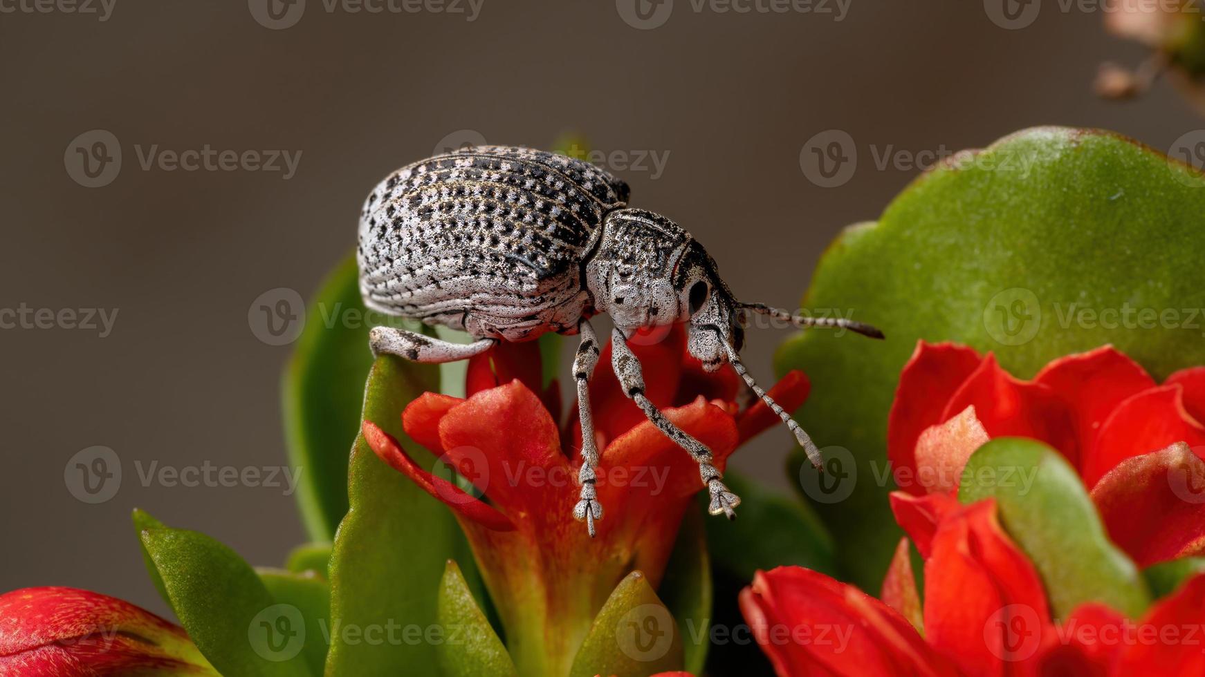 breedsnuitkever op een rode bloem foto