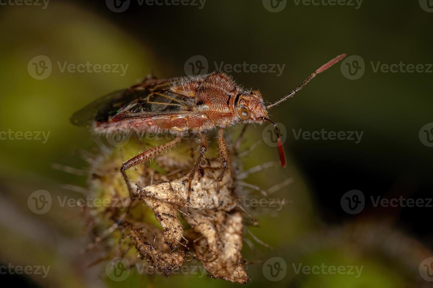 volwassen geurloze plantenwants foto