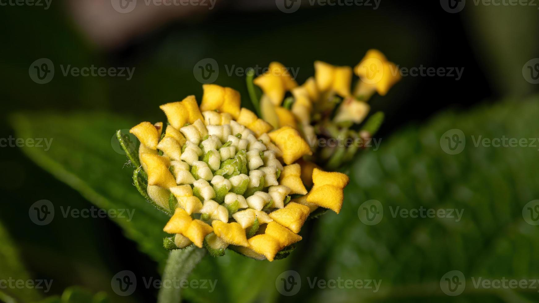 bloem van gewone lantana foto