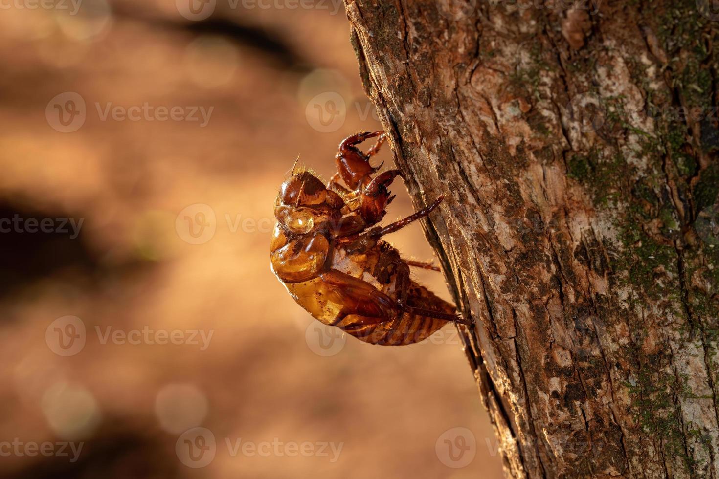 exuvia van typische cicade foto