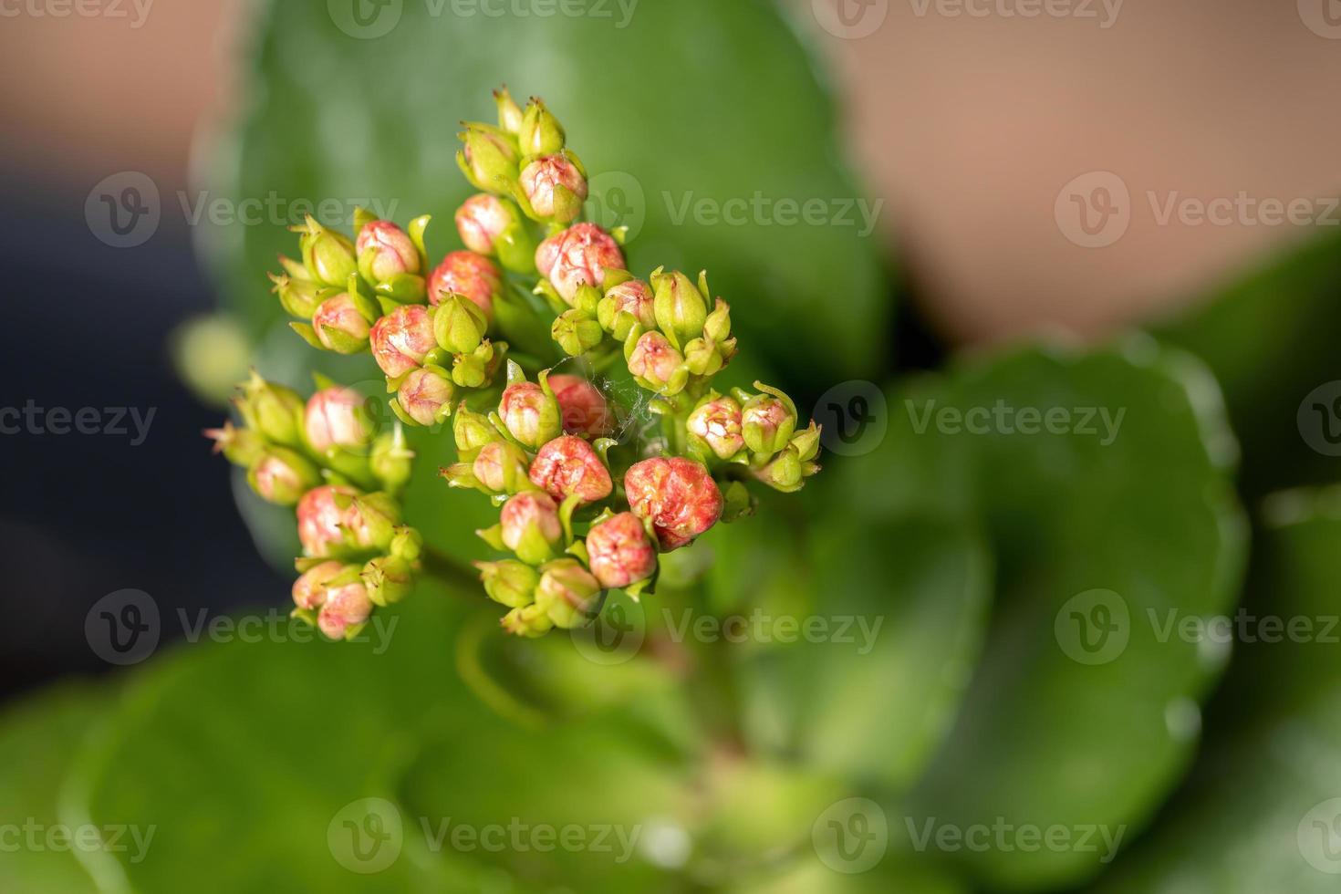 vlammende katy rode bloem foto