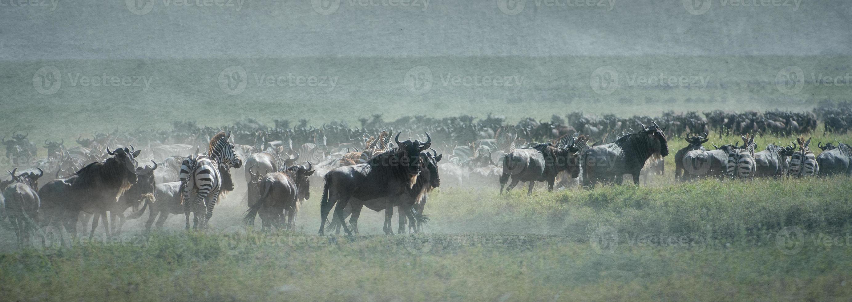 panorama van migratie van wildebeesten, texturen toegevoegd foto