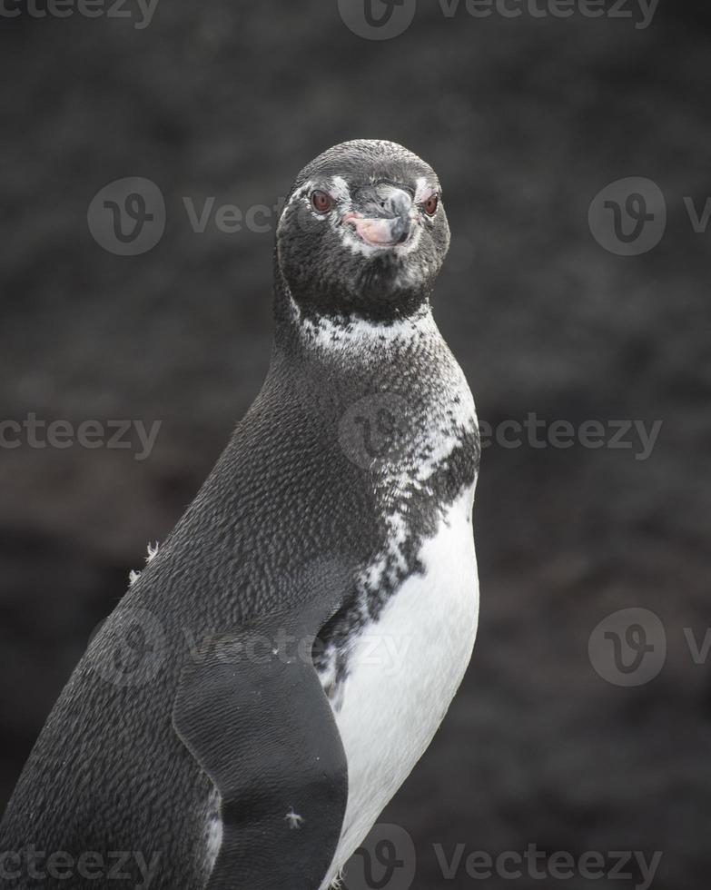 Galapagos pinguïn lachend foto