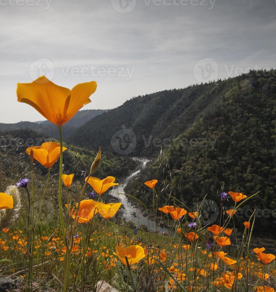 Californische klaprozen en South Fork American River foto