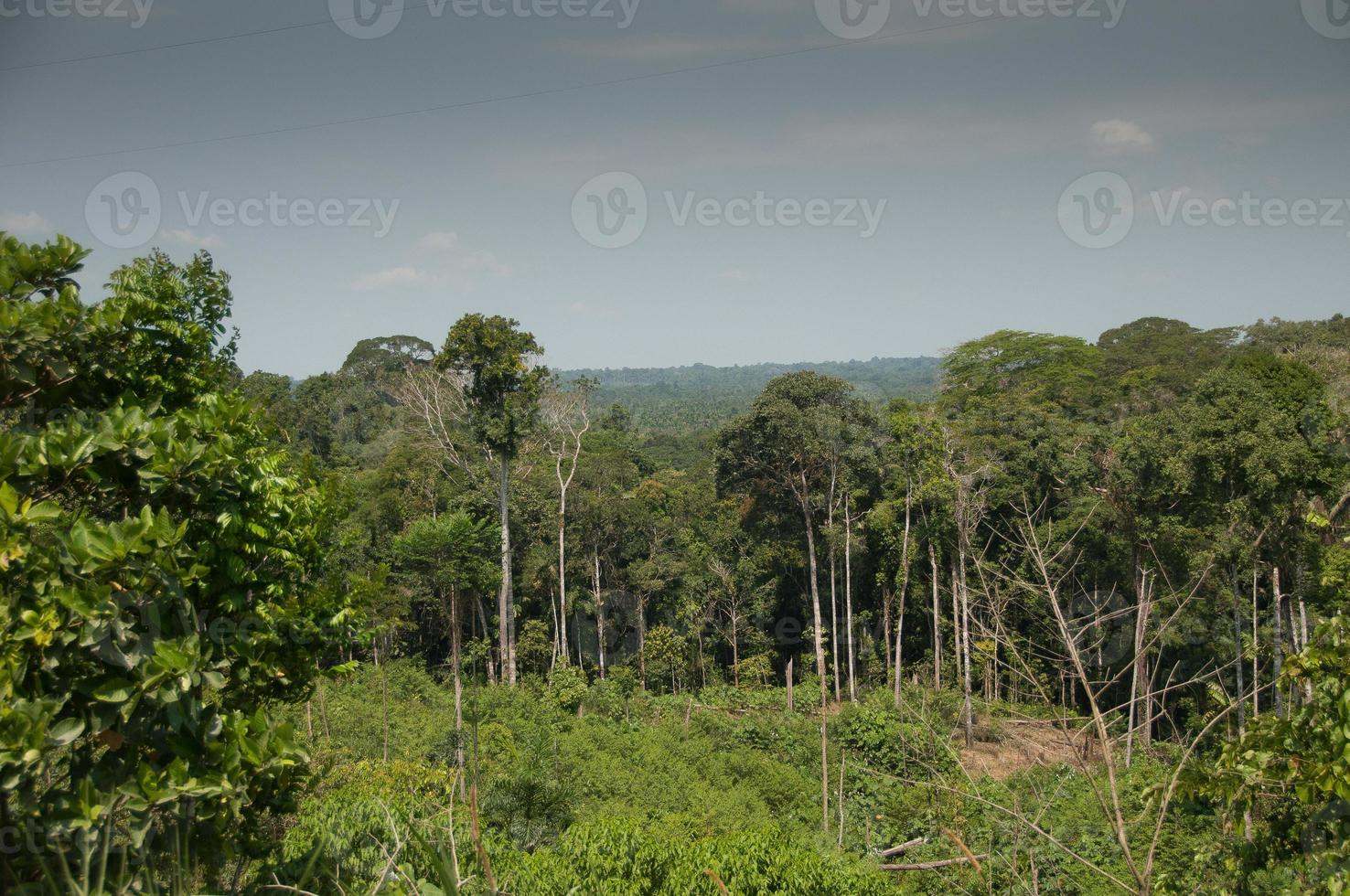 overzicht van amazone regenwoud, cuyabeno, ecuador foto