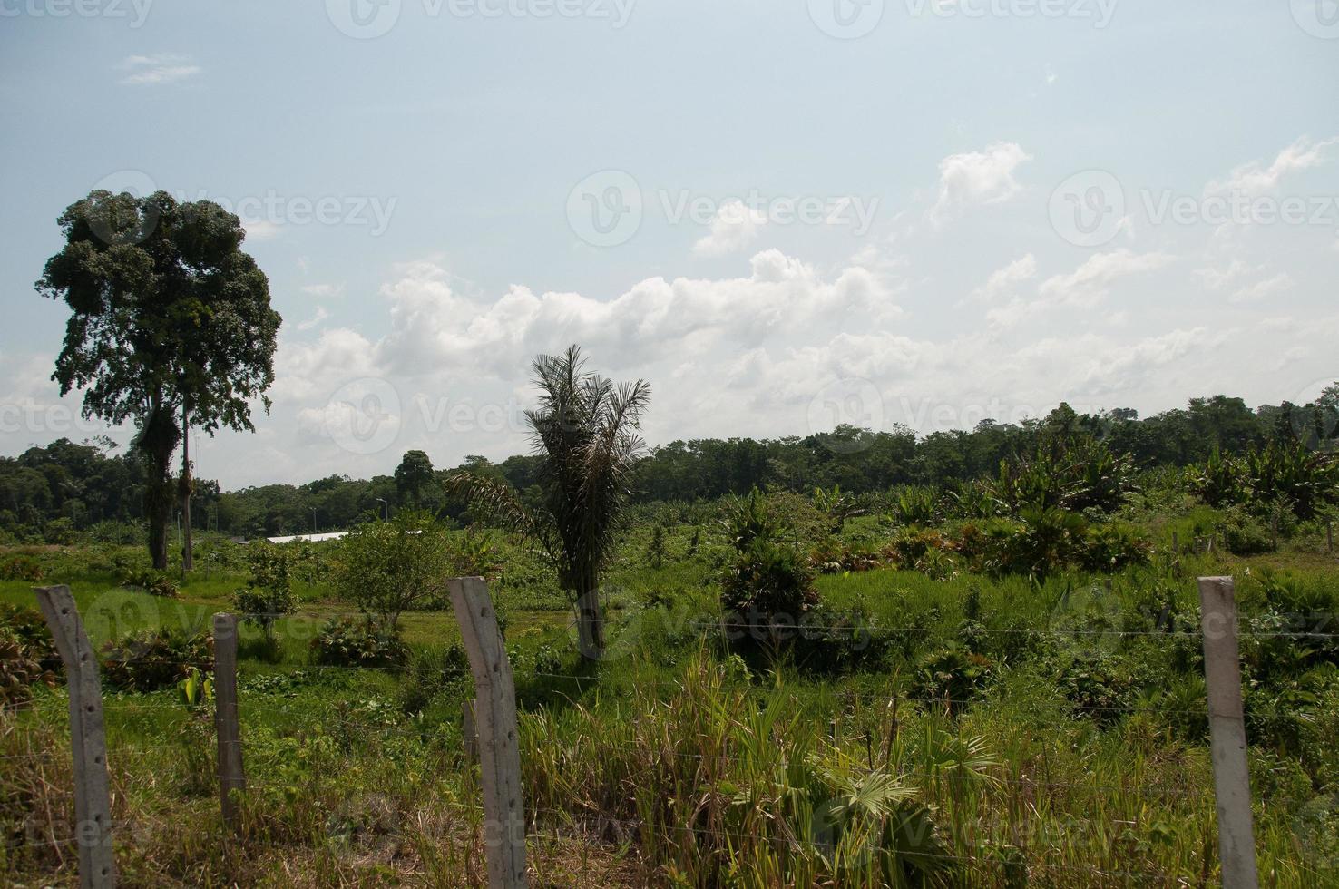 opruimen van Amazone regenwoudland, ecuador foto