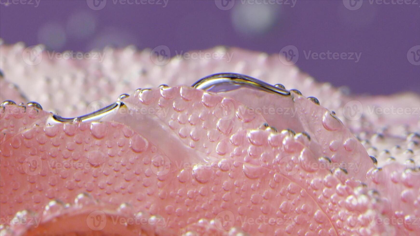 dichtbij omhoog van zacht roos bloem bloemblaadjes in transparant water met bubbels van lucht. voorraad filmmateriaal. bloeiend voorjaar bloem. foto