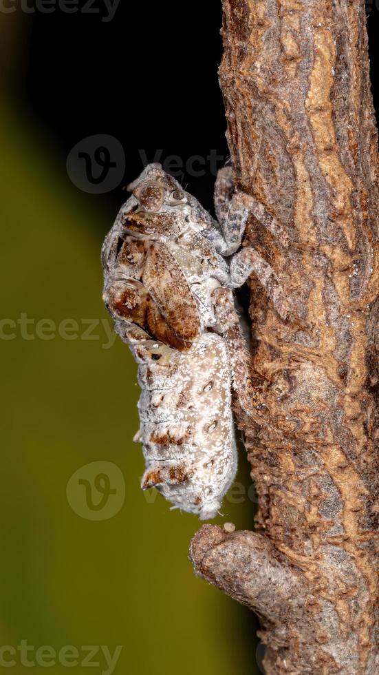 braziliaanse witte planthopper foto