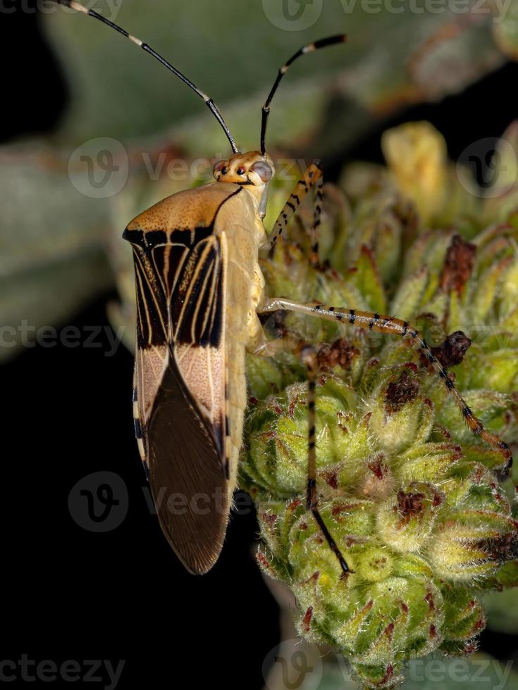 gele bladvoetwants foto