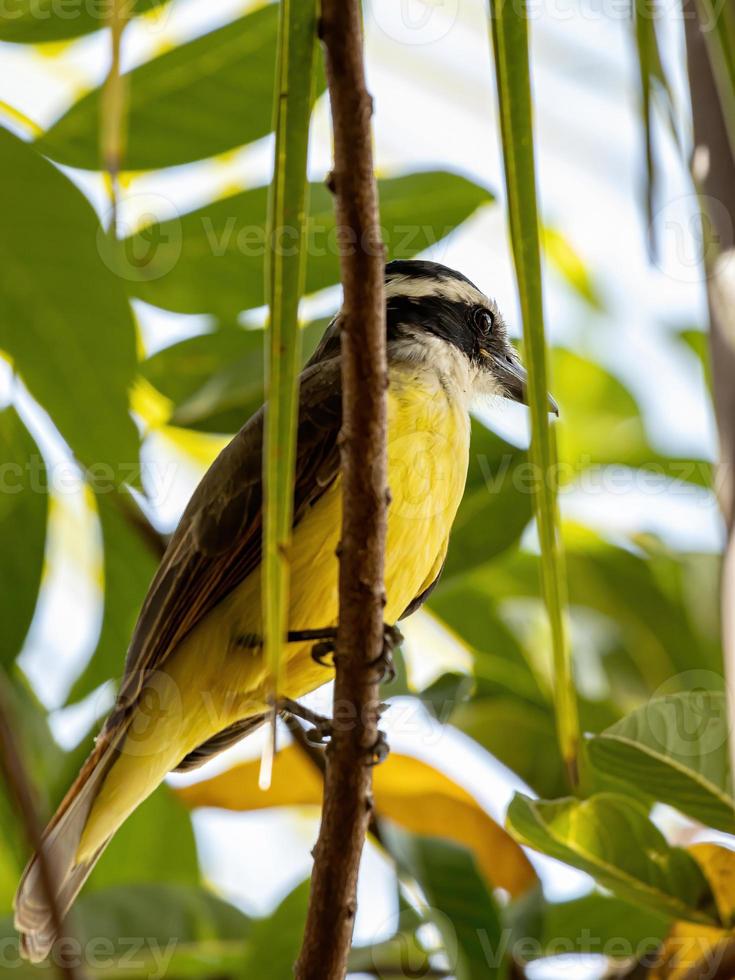 volwassen geweldige kiskadee foto