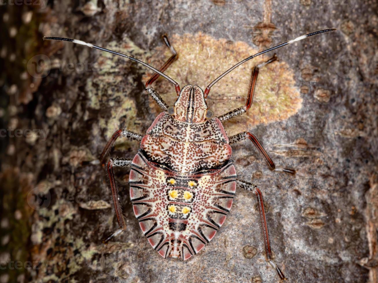 stink bug nimf foto