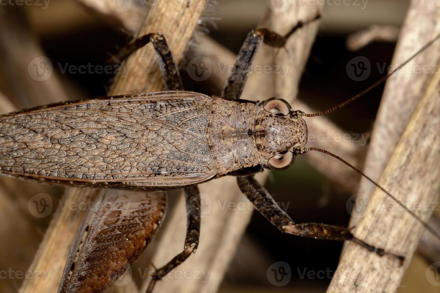 zeldzame echte cricket foto