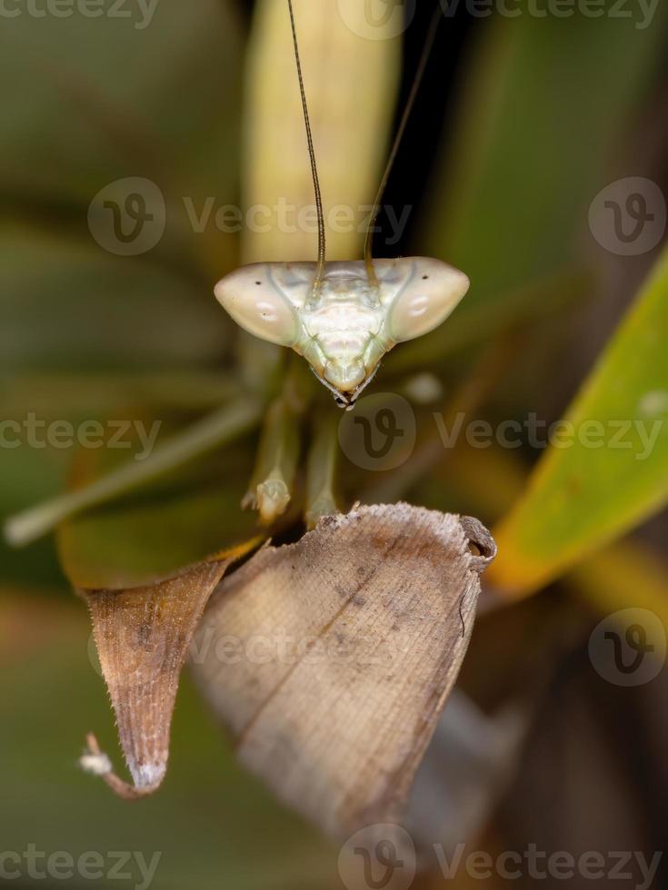 Braziliaanse groene mantid foto