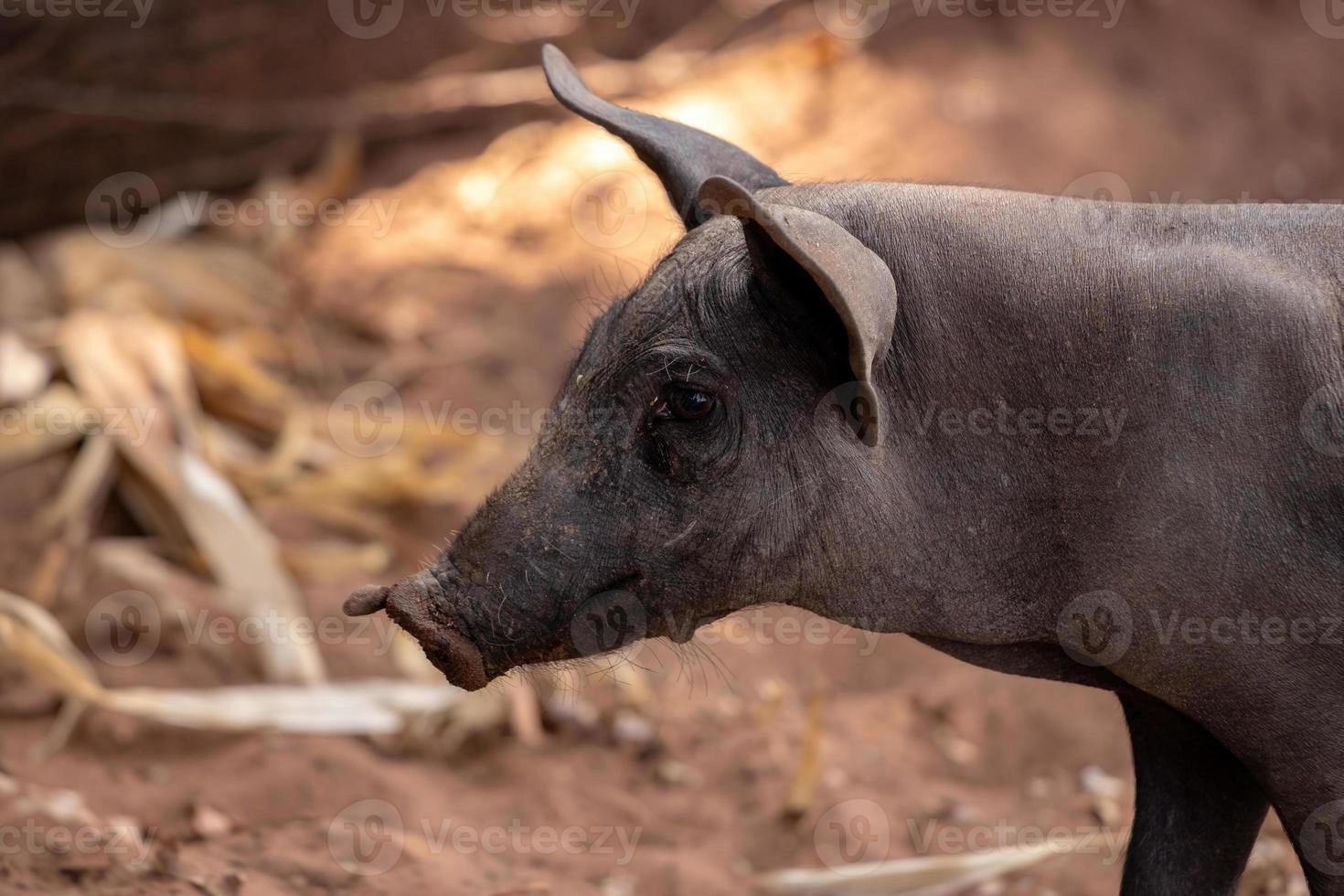zwart varken gefokt foto