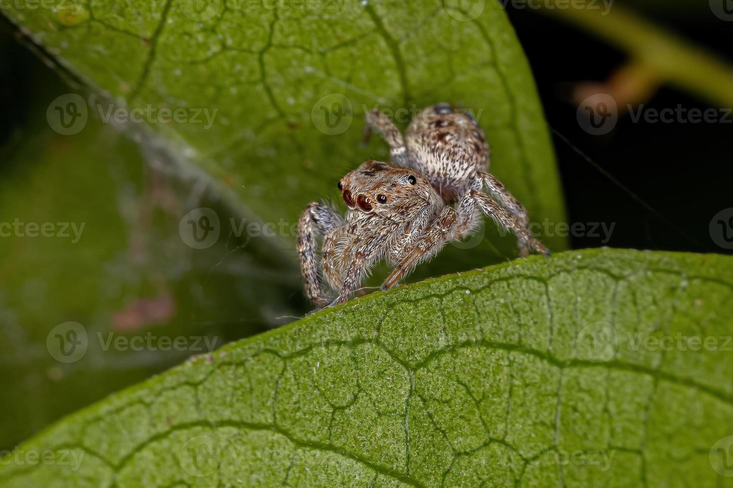 kleine mannelijke springspin foto