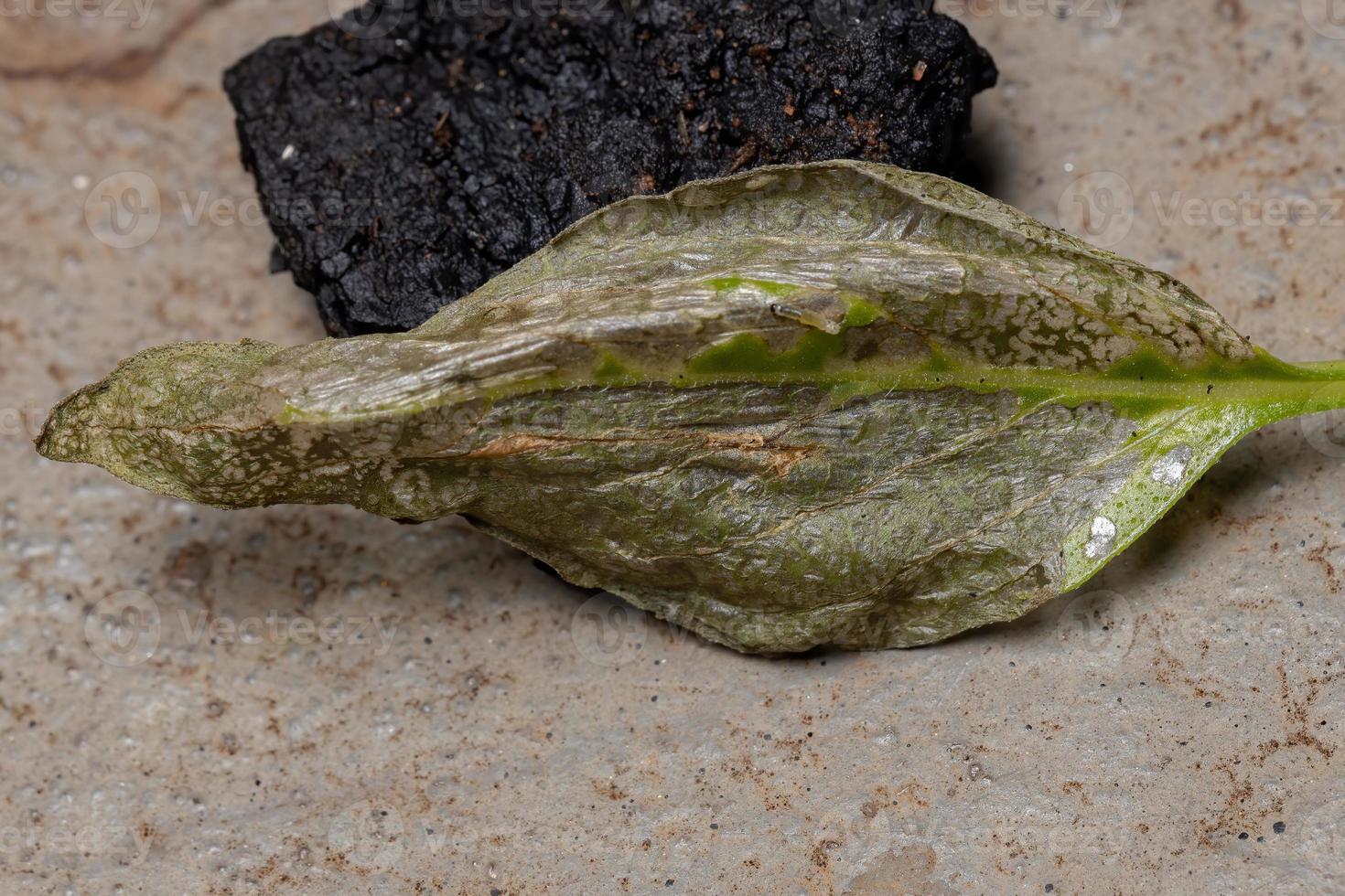 blad van de zoete basilicum aangetast door mottenlarven foto