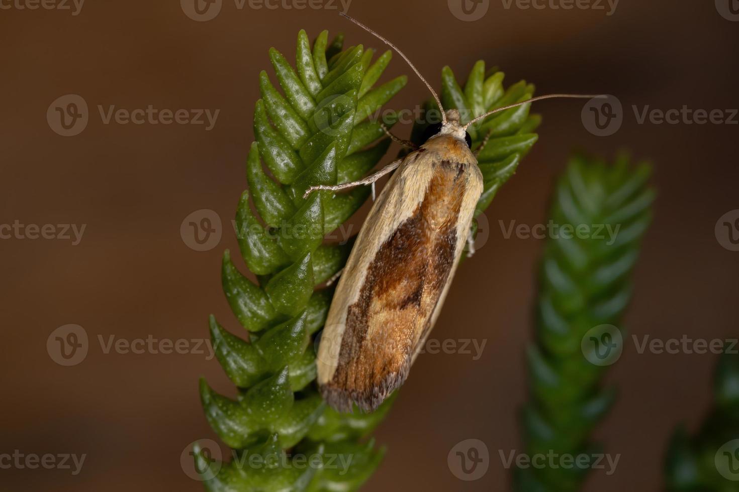 tweekleurige vogel-dropping mot in een plant foto