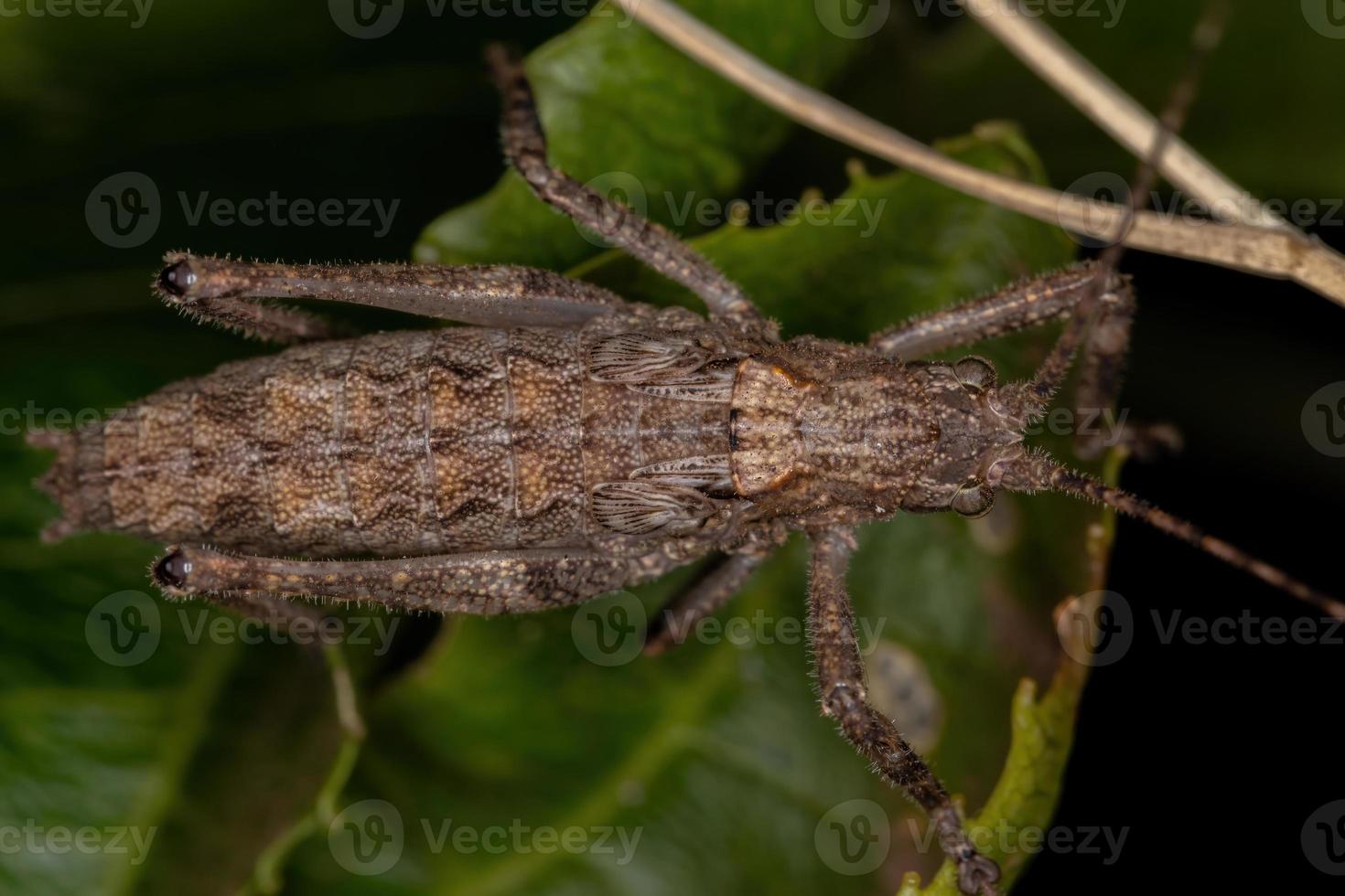 echte katydid nimf foto