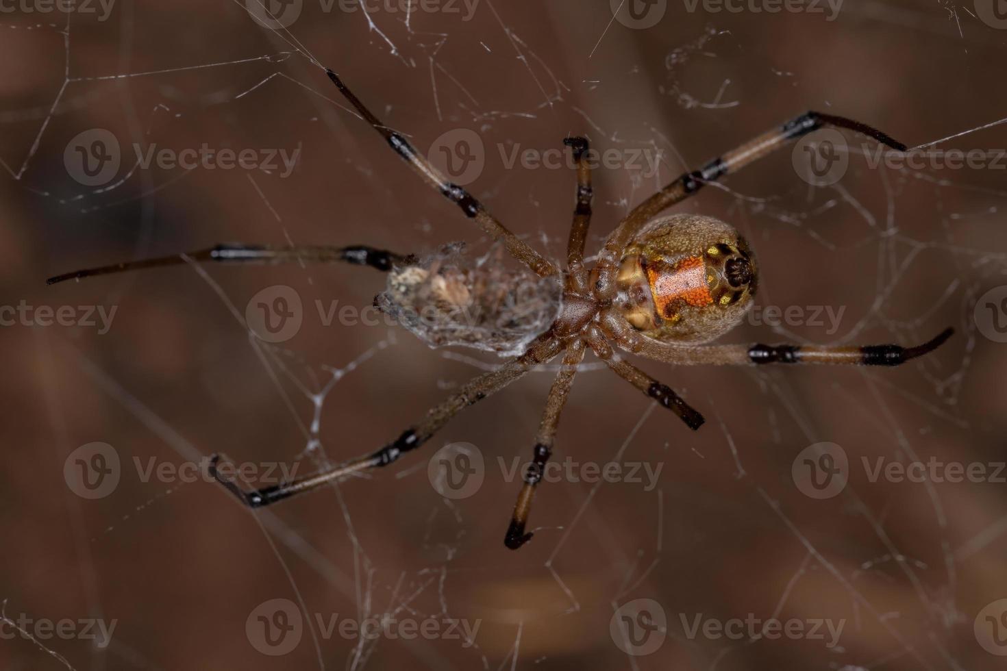 vrouwelijke volwassen bruine weduwe foto