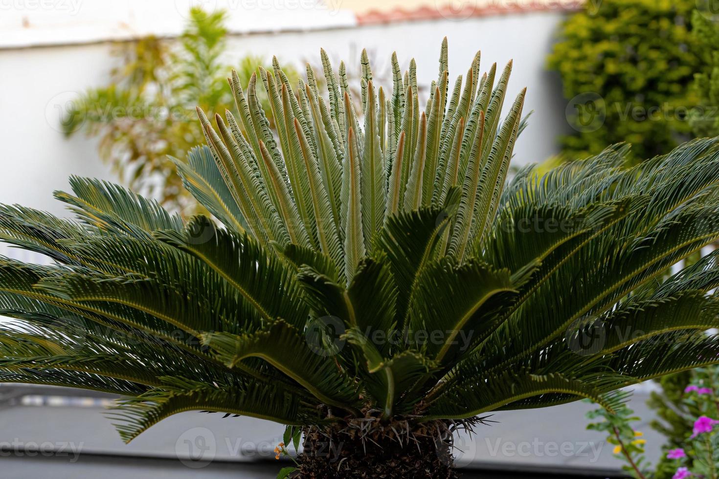 groene cycad plant foto