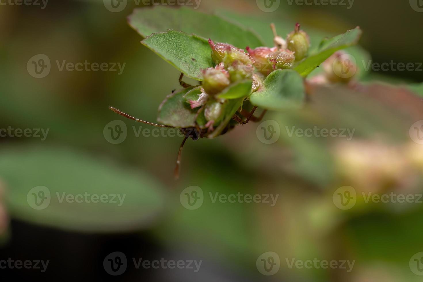 geurloze plantenwants nimf foto