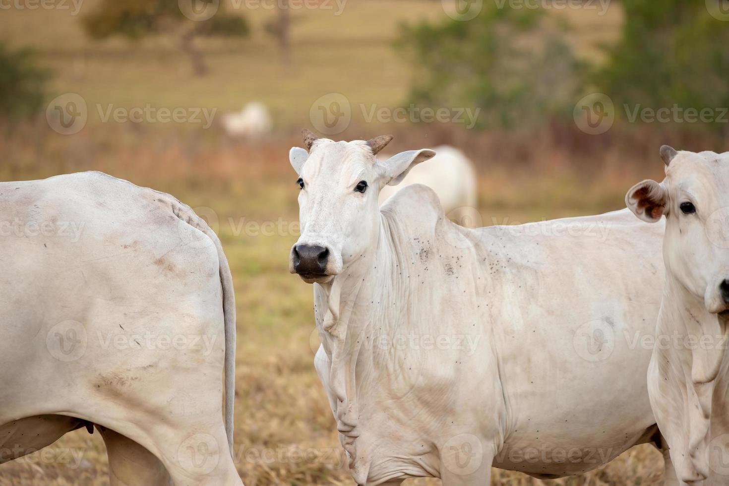 volwassen koe op een boerderij foto