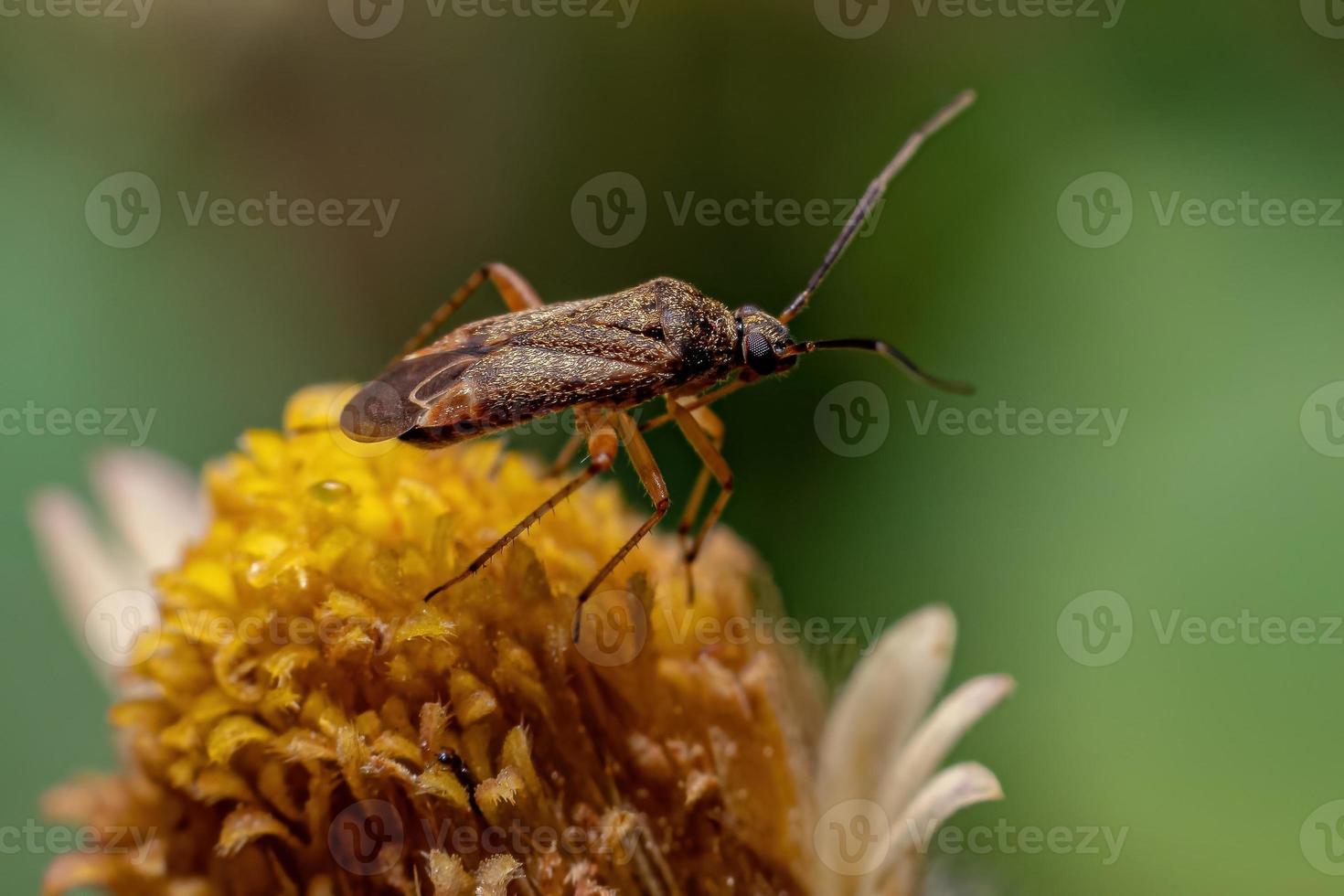 volwassen waar insect foto