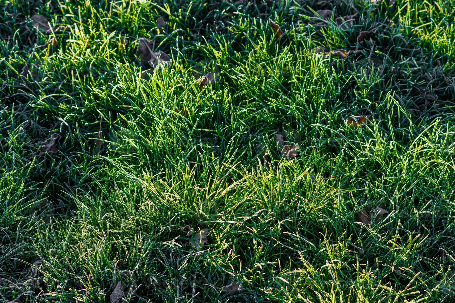 ijzig groen gras Bij ochtend- detailopname met selectief focus en achtergrondverlichting foto