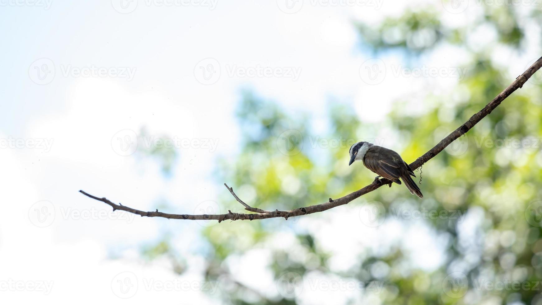 geweldige kiskadee van dichtbij foto