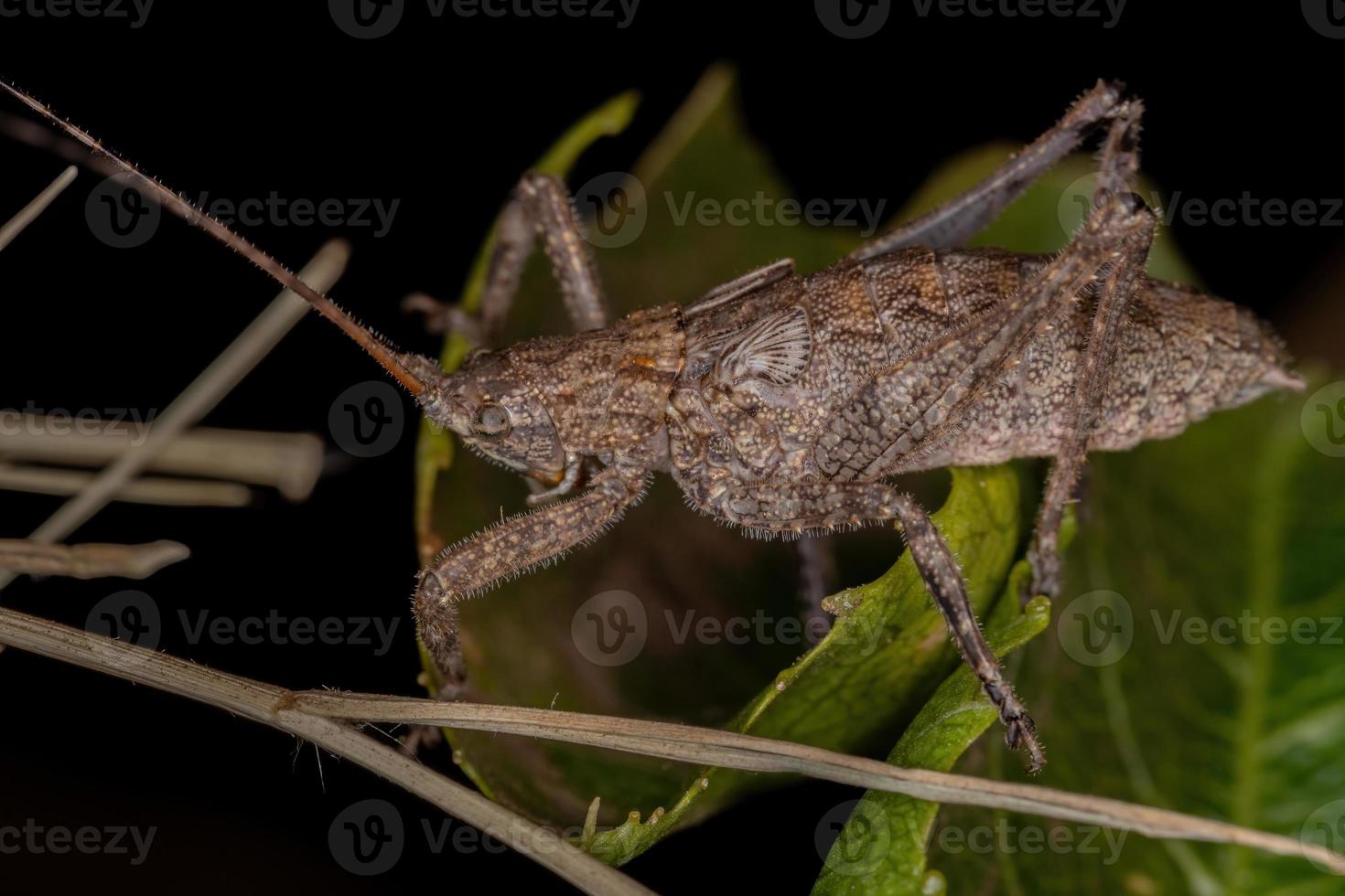 echte katydid nimf foto