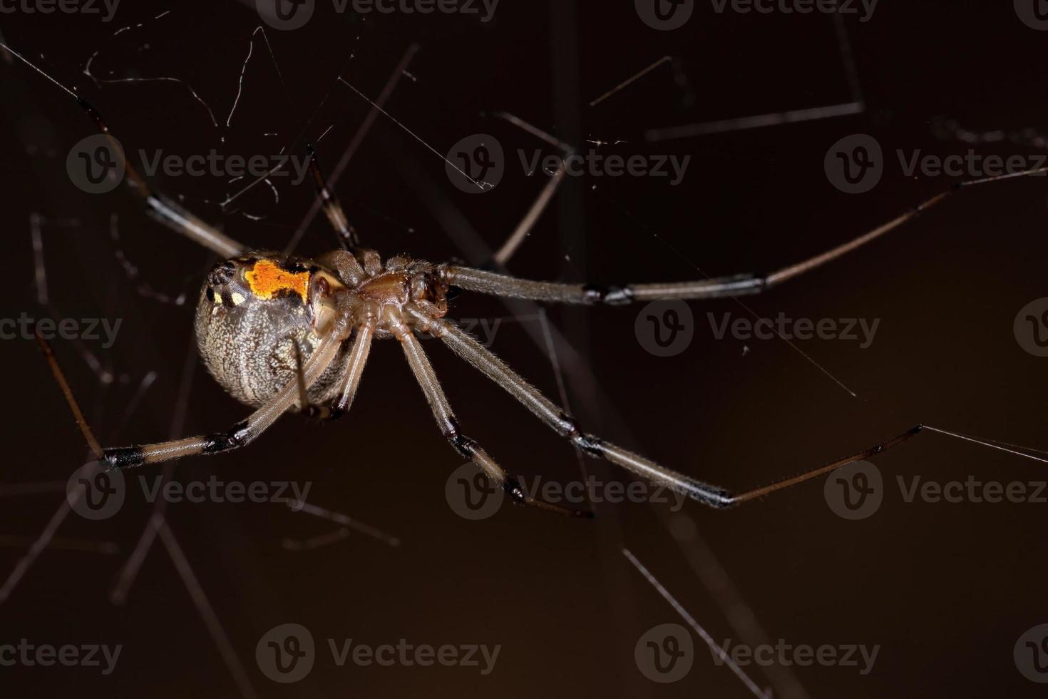 vrouwelijke volwassen bruine weduwe foto