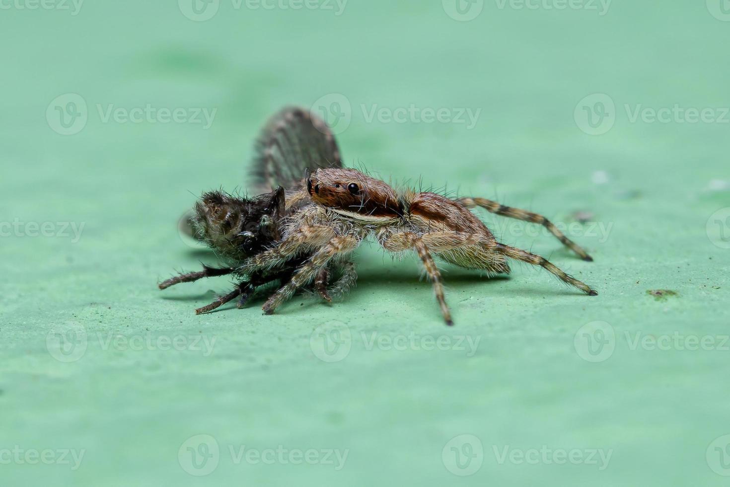 grijze muurspringende spin die op een vlindervlieg in de badkamer jaagt foto