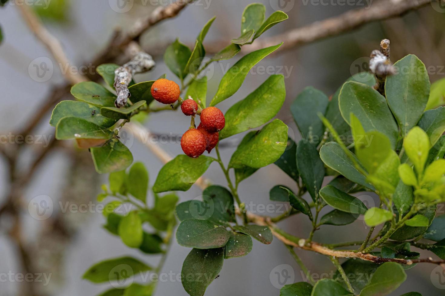 oranje jasmijnplant foto