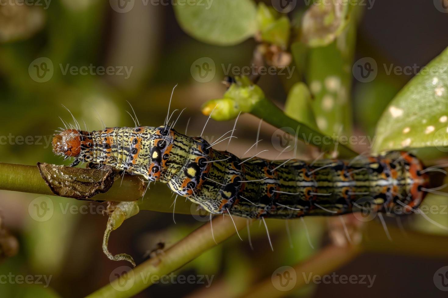 rups die een gewone posteleinplant eet foto