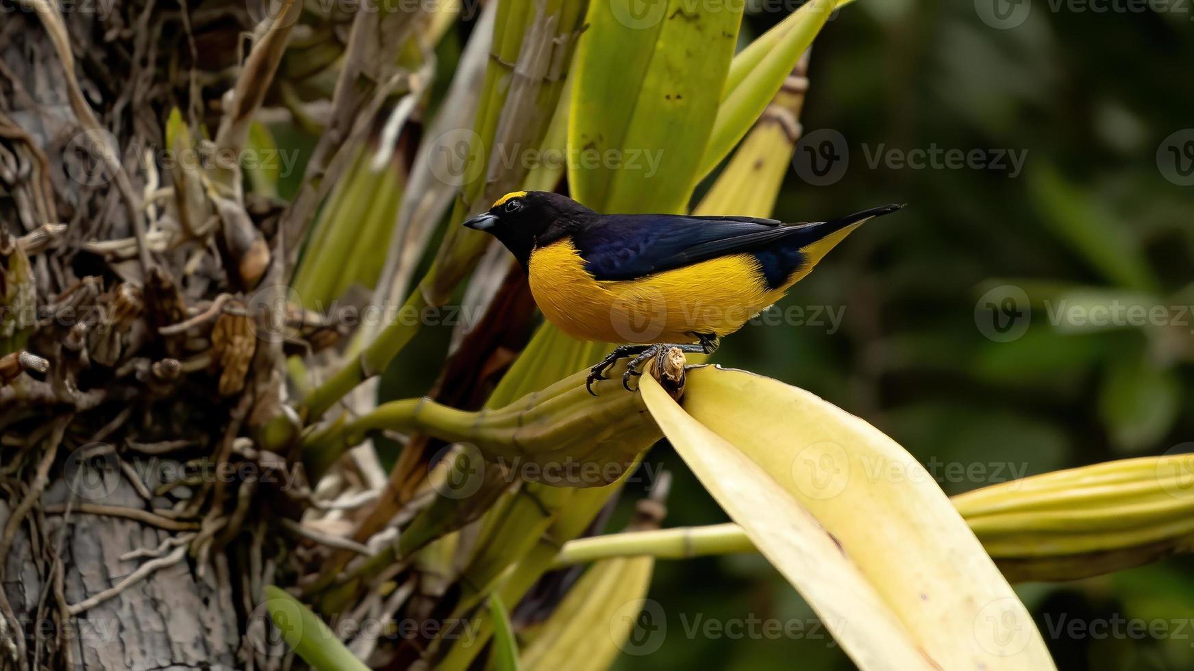 mannelijke purperkeel euphonia foto