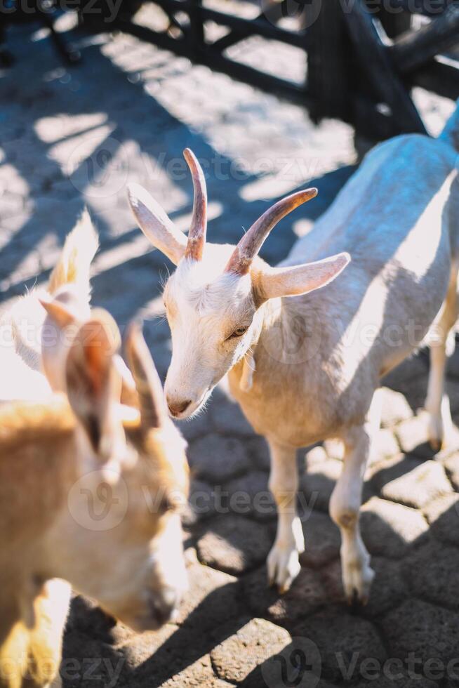 typisch zuiden Amerikaans geiten Aan een boerderij foto