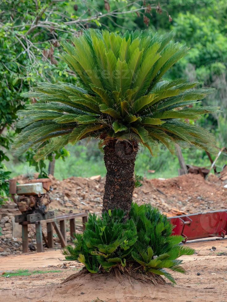 groene cycad plant foto