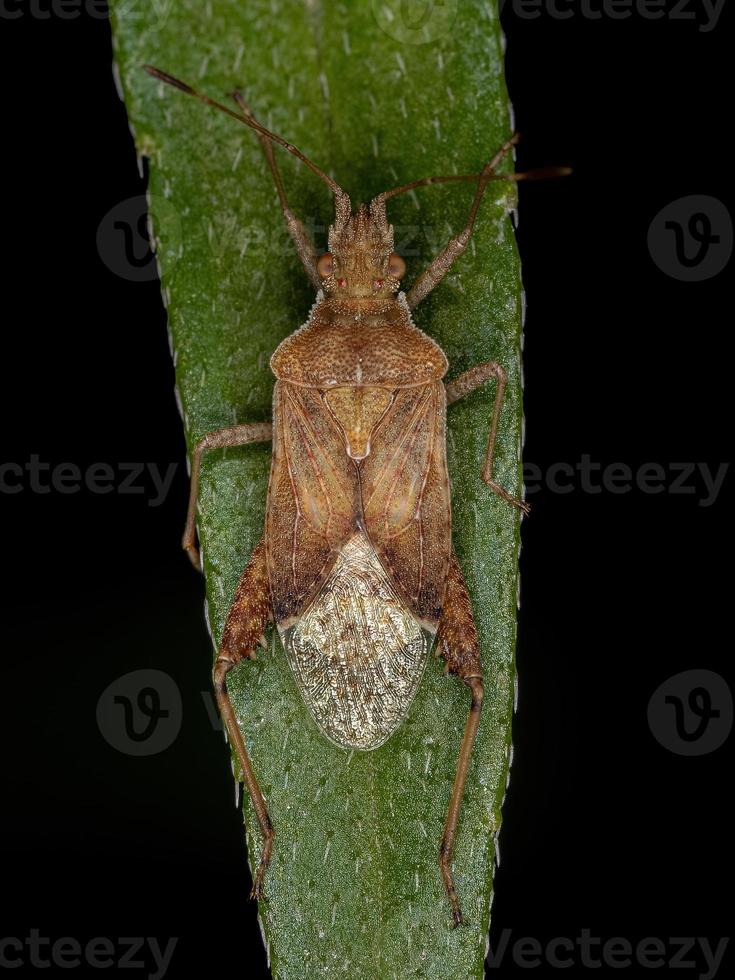 volwassen geurloze plantenwants foto